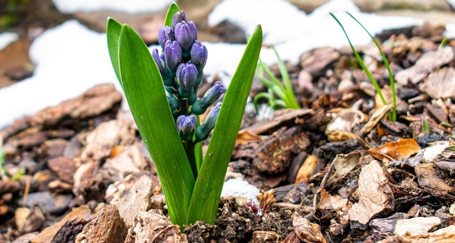 Krokus wächst aus mit Mulch bedeckter Fläche
